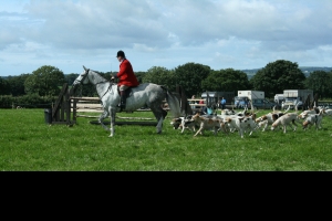 hunt display